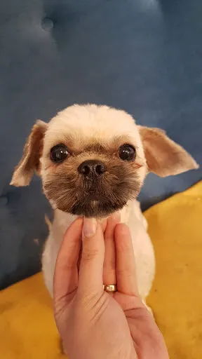 Psi Fryzjer KOSMYK Salon pielęgnacji psów.